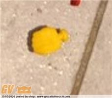 PUGNO GIALLO PICCOLO